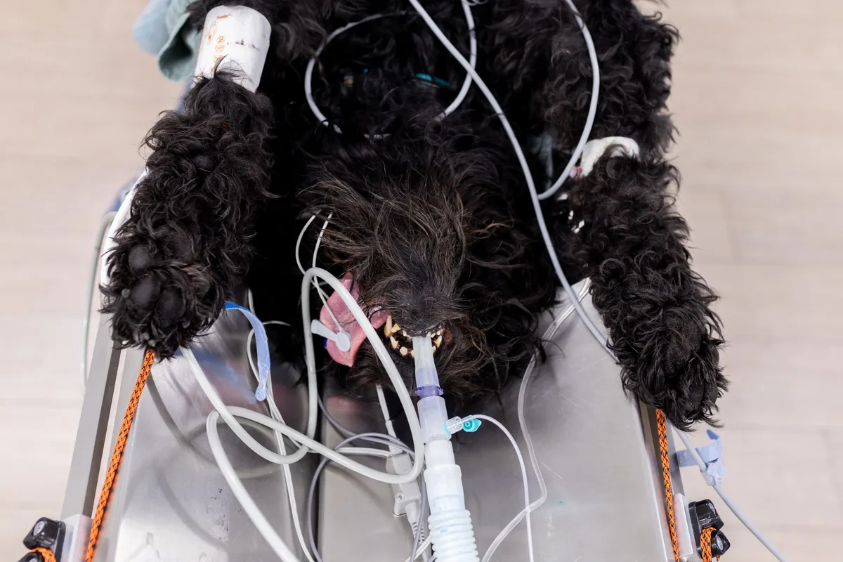 Der Russische Schwarze Terrier liegt mit Schläuchen im Maul auf dem OP-Tisch.